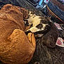 dog, cat, pets, bed, blanket, snuggling, indoor, furniture, television, living_room, cozy, brown_dog, tabby_cat, gray_cat, relaxing, household_items, couch, blanket_texture, domestic_animals, resting