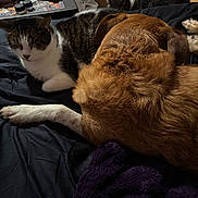 Little Puss joined the competition — help win amazing prizes! cat, dog, bed, blanket, furry, resting, indoor, pet, animal, closeup, sleepy, companion, black, brown, white, fur, cuddle, domestic, relaxed, cozy