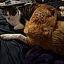 cat, dog, bed, blanket, furry, resting, indoor, pet, animal, closeup, sleepy, companion, black, brown, white, fur, cuddle, domestic, relaxed, cozy