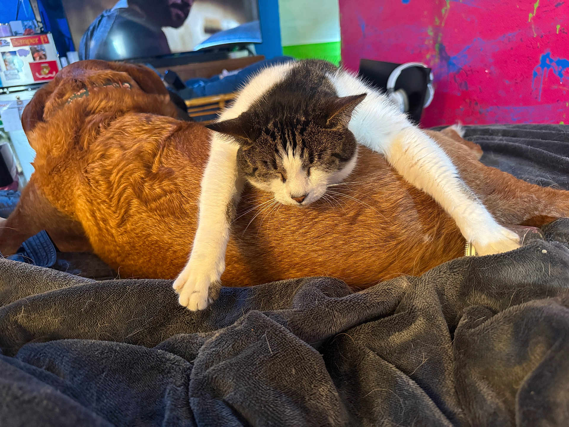 Little Puss