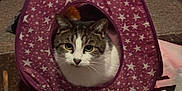 Little Puss joined the competition — help win amazing prizes! cat, tabby_cat, tent, purple, stars, indoor, wooden_floor, pet, curious, animal, cozy, feline, white, brown, ears, eyes, clutter, fabric, home, play