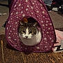 cat, tabby_cat, tent, purple, stars, indoor, wooden_floor, pet, curious, animal, cozy, feline, white, brown, ears, eyes, clutter, fabric, home, play