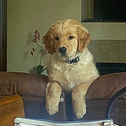 Scout joined the competition — help win amazing prizes! animal, brown, clock, collar, couch, curious, cute, dog, fluffy, furniture, golden_retriever, home, indoor, living_room, pet, plant, puppy, relaxed, television, young_dog
