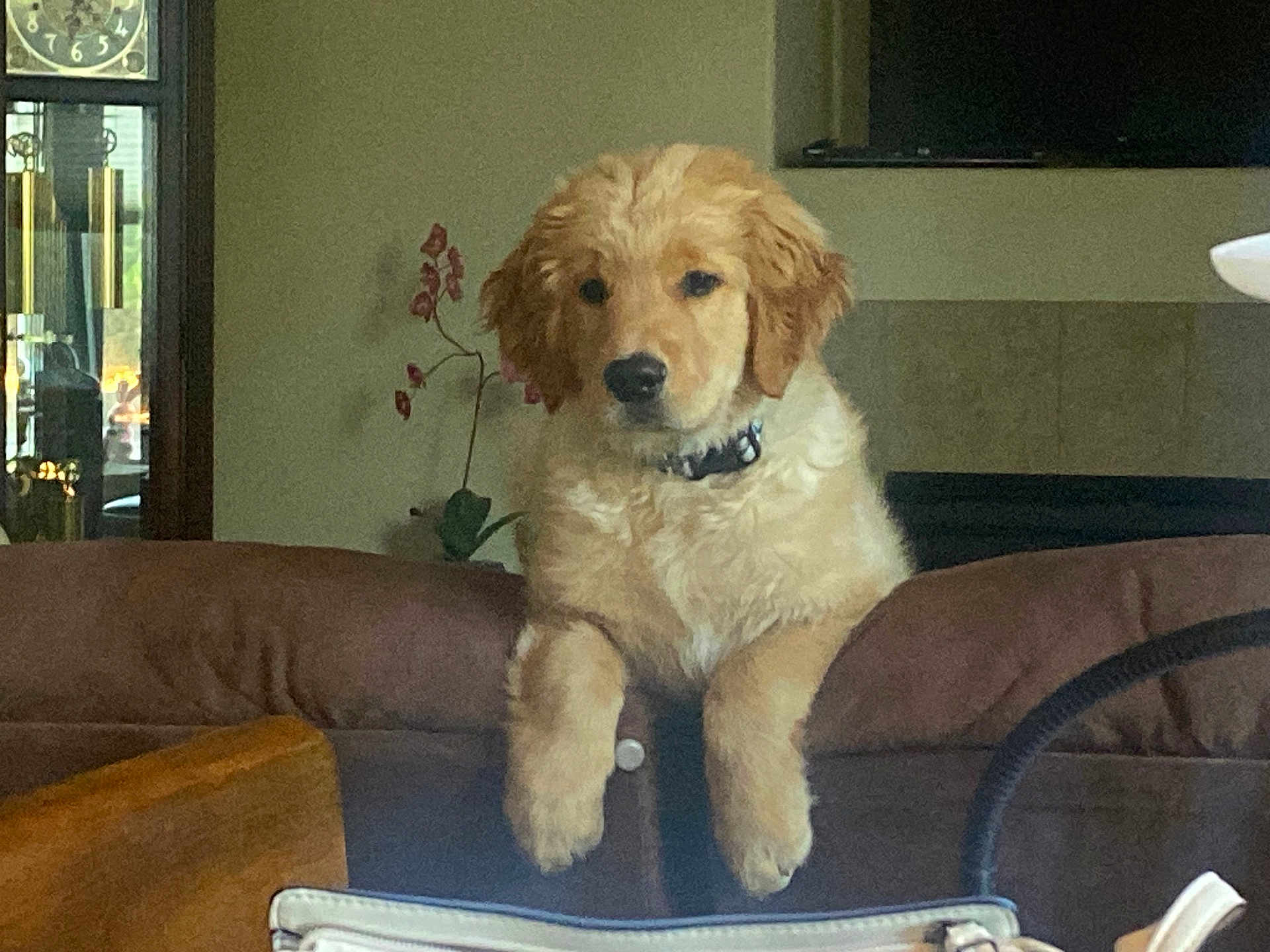 Scout