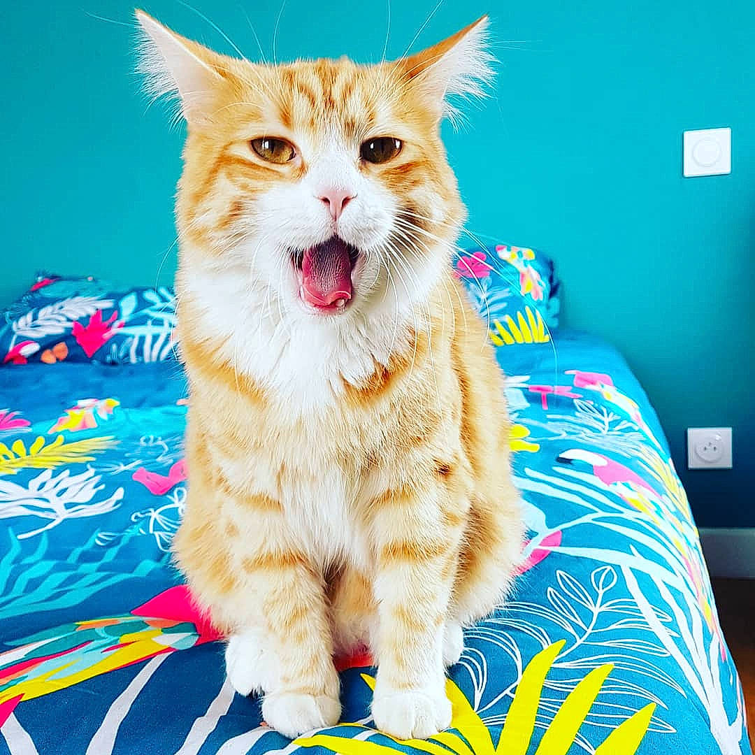 Poopy participe au concours pour gagner de l'argent avec cette photo : aegean_cat, asian, carnivore, cat, cymric, european_shorthair, felidae, fur, kitten, kurilian_bobtail, maine_coon, mammal, paw, ragamuffin, siberian, small_to_medium_sized_cats, tabby_cat, textile, vertebrate, whiskers