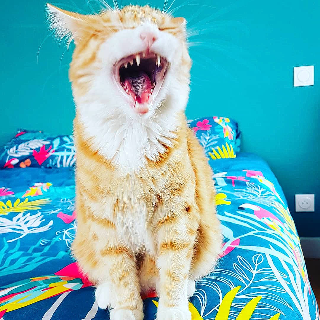 Poopy a rejoint le concours — aidez-le/la à gagner de superbes lots ! american_curl, carnivore, cat, facial_expression, felidae, fur, kitten, mammal, mouth, roar, small_to_medium_sized_cats, smile, tail, textile, whiskers, yawn