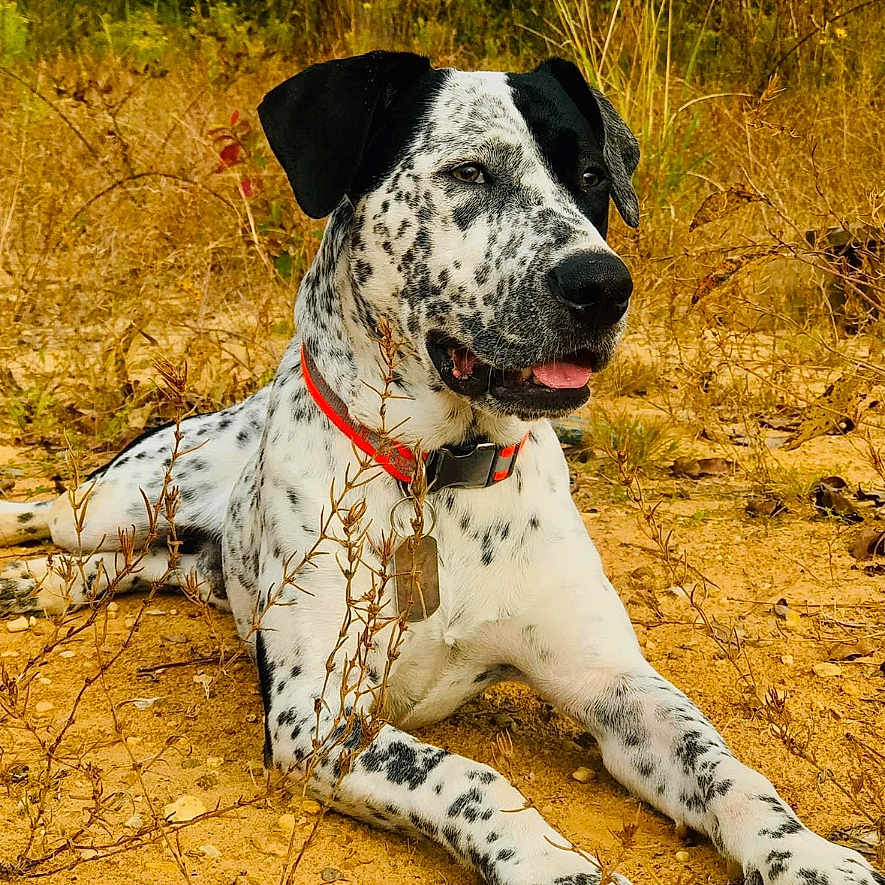 Boe is registered to the contest to win money with this photo: animal, canine, dalmatian, dog, greatdane, hound, pet, pointer, puppy