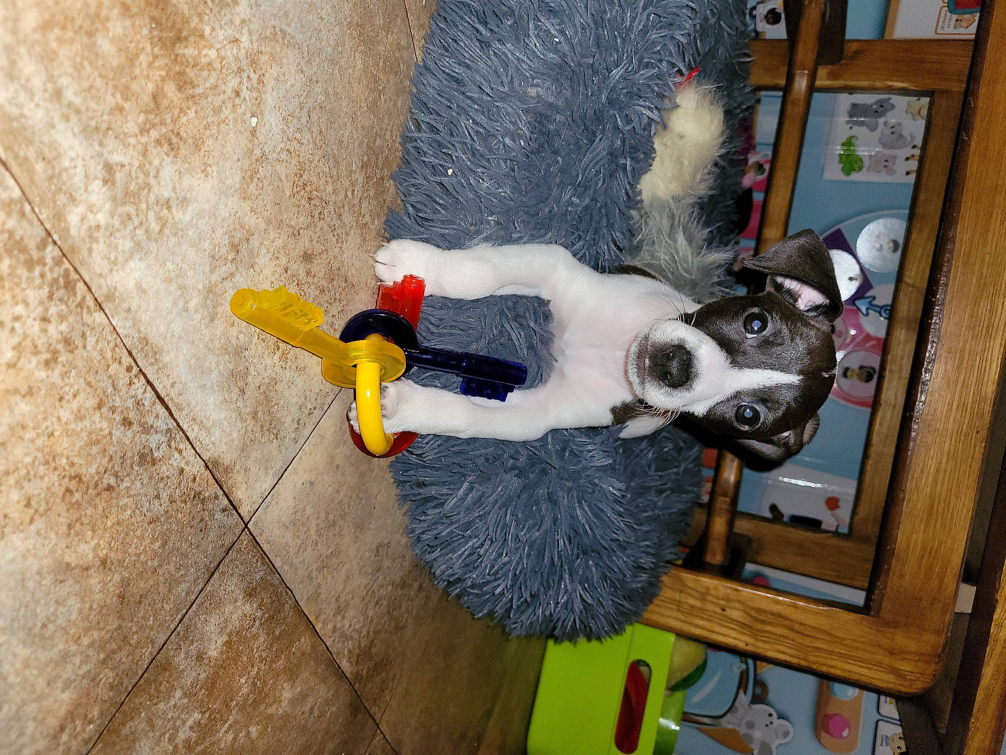 Bandit a rejoint le concours — aidez-le/la à gagner de superbes lots ! adventure, art, canidae, carnivore, companion_dog, concrete, dog, dog_breed, dog_supply, floor, flooring, fun, fur, grey, hardwood, picture_frame, room, sporting_group, window, wood