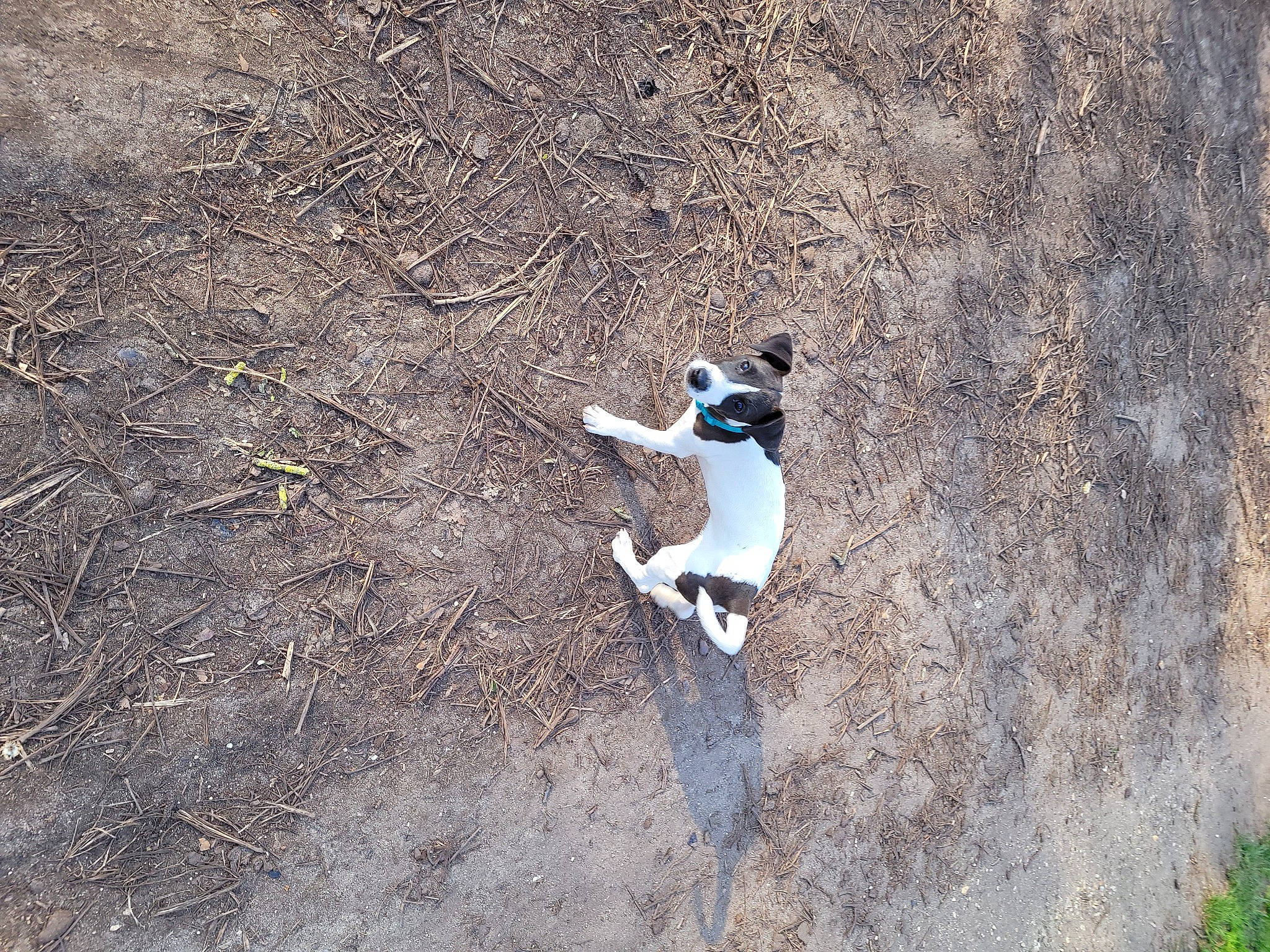 Bandit a rejoint le concours — aidez-le/la à gagner de superbes lots ! adventure, bedrock, canidae, carnivore, dog, dog_breed, extreme_sport, grass, landscape, plant, recreation, seabird, shadow, slope, soil, sporting_group, sports, tail, tree, trunk