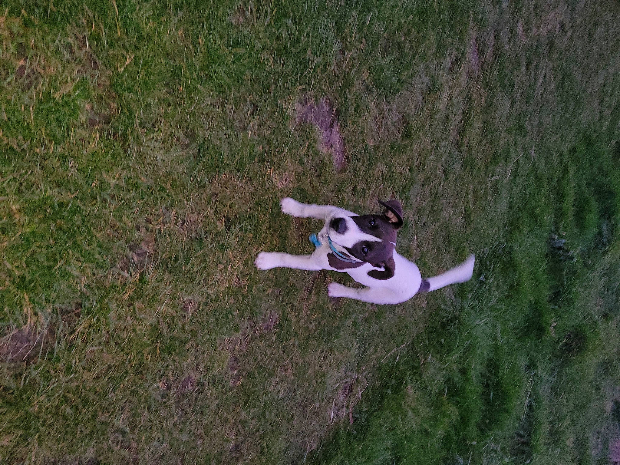 Bandit participe au concours pour gagner de l'argent avec cette photo : adventure, canidae, carnivore, dog_breed, field, grass, grass_family, grassland, groundcover, happy, landscape, pasture, people_in_nature, plant, prairie, recreation, shadow, shrub, sporting_group, tail