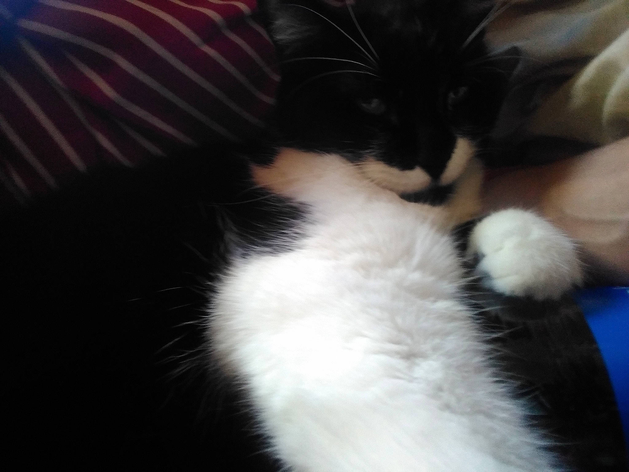 Frimousse participe au concours pour gagner de l'argent avec cette photo : black_and_white, carnivore, cat, claw, domestic_long_haired_cat, ear, felidae, fur, kitten, leg, nose, paw, polydactyl_cat, sky, small_to_medium_sized_cats, snout, tail, whiskers