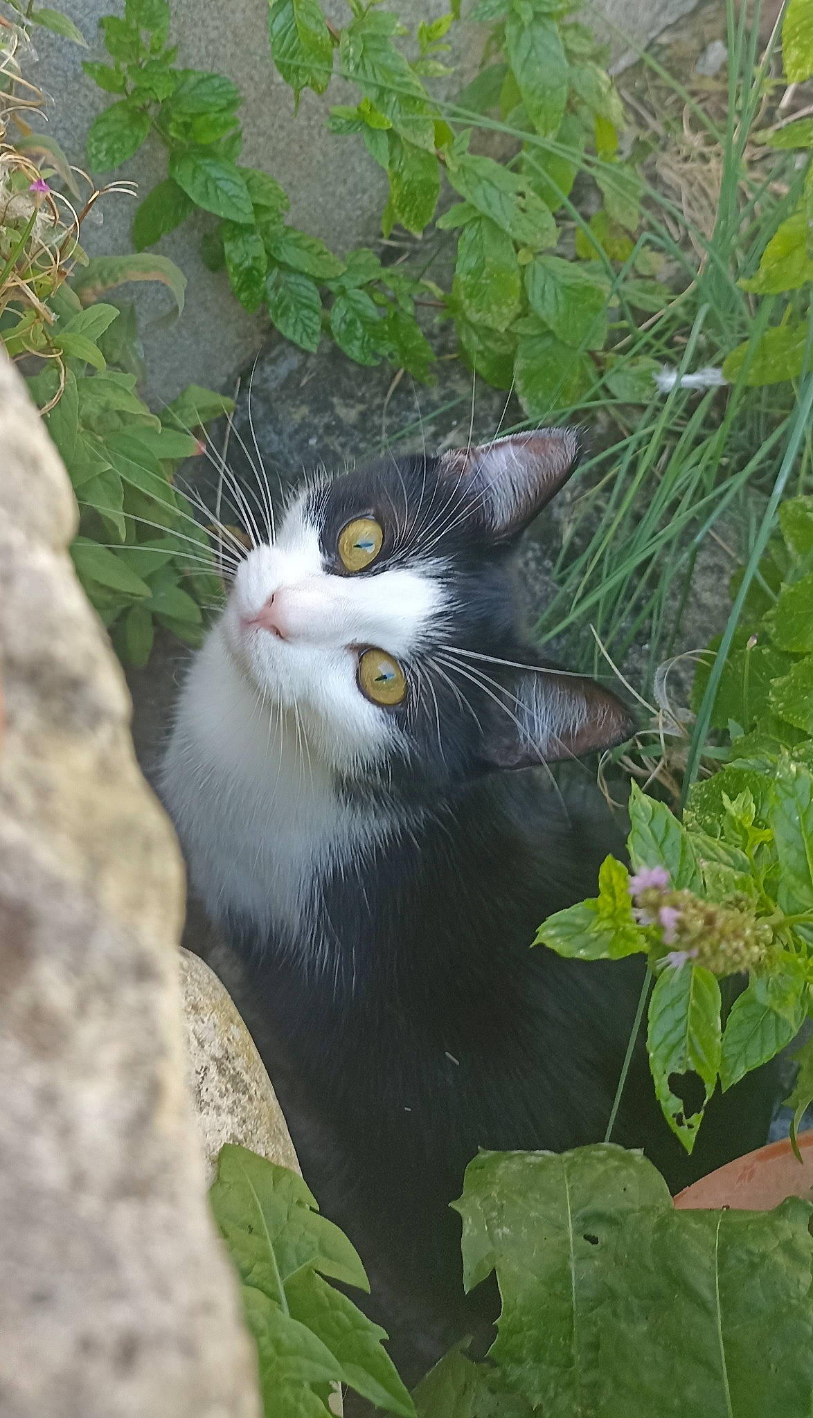Boulette participe au concours pour gagner de l'argent avec cette photo : carnivore, cat, domestic_short_haired_cat, eye, felidae, flowering_plant, fur, grass, groundcover, herb, paw, plant, plant_stem, small_to_medium_sized_cats, tail, terrestrial_animal, tree, twig, whiskers, window