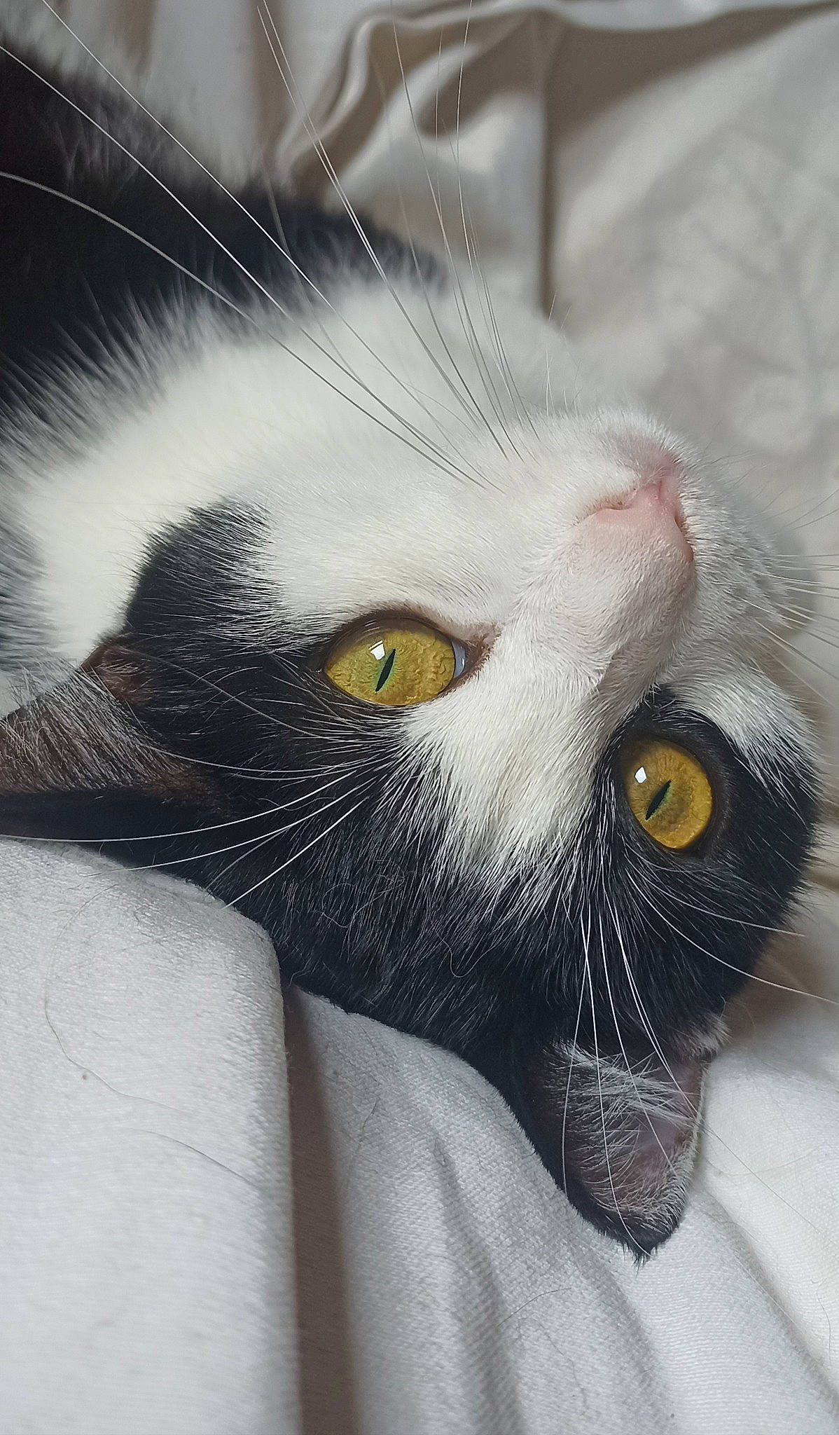 Boulette participe au concours pour gagner de l'argent avec cette photo : black_cat, carnivore, cat, close_up, domestic_short_haired_cat, ear, eye, eyelash, felidae, fur, grey, hair, head, human_body, small_to_medium_sized_cats, snout, terrestrial_animal, whiskers