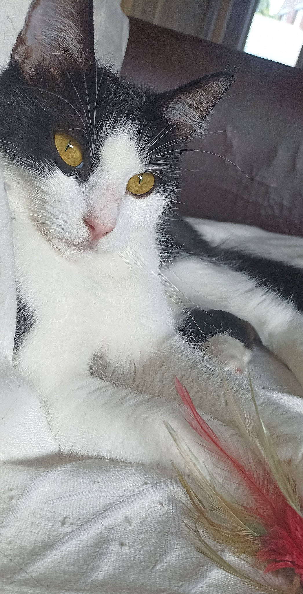 Boulette a rejoint le concours — aidez-le/la à gagner de superbes lots ! carnivore, cat, comfort, domestic_short_haired_cat, felidae, fur, paw, small_to_medium_sized_cats, snout, tail, whiskers