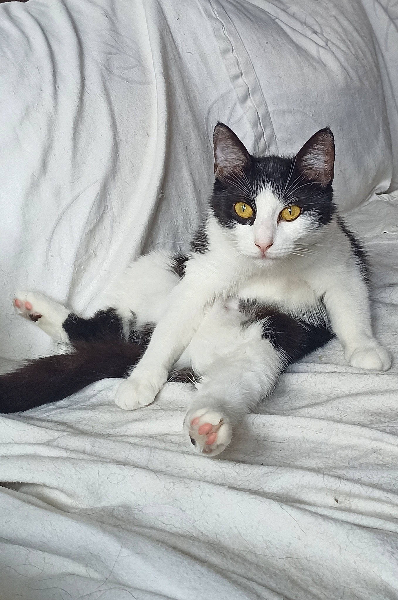 Boulette a rejoint le concours — aidez-le/la à gagner de superbes lots ! carnivore, cat, claw, comfort, domestic_short_haired_cat, eye, felidae, flooring, foot, fur, grey, linens, monochrome_photography, paw, sitting, small_to_medium_sized_cats, snout, tail, vertebrate, whiskers