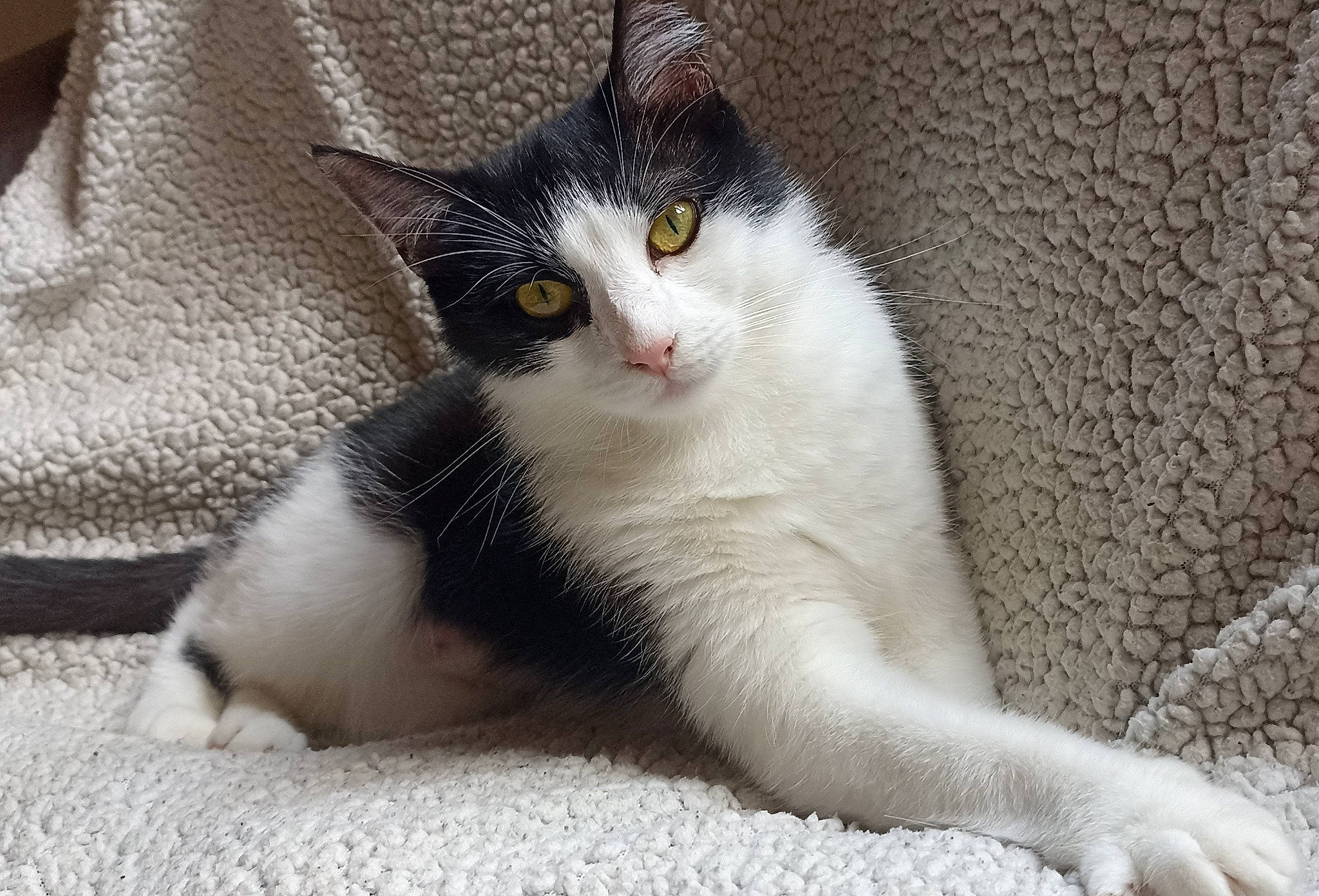 Boulette a rejoint le concours — aidez-le/la à gagner de superbes lots ! carnivore, cat, comfort, domestic_short_haired_cat, eye, felidae, foot, fur, grey, paw, sitting, small_to_medium_sized_cats, snout, tail, terrestrial_animal, whiskers, window