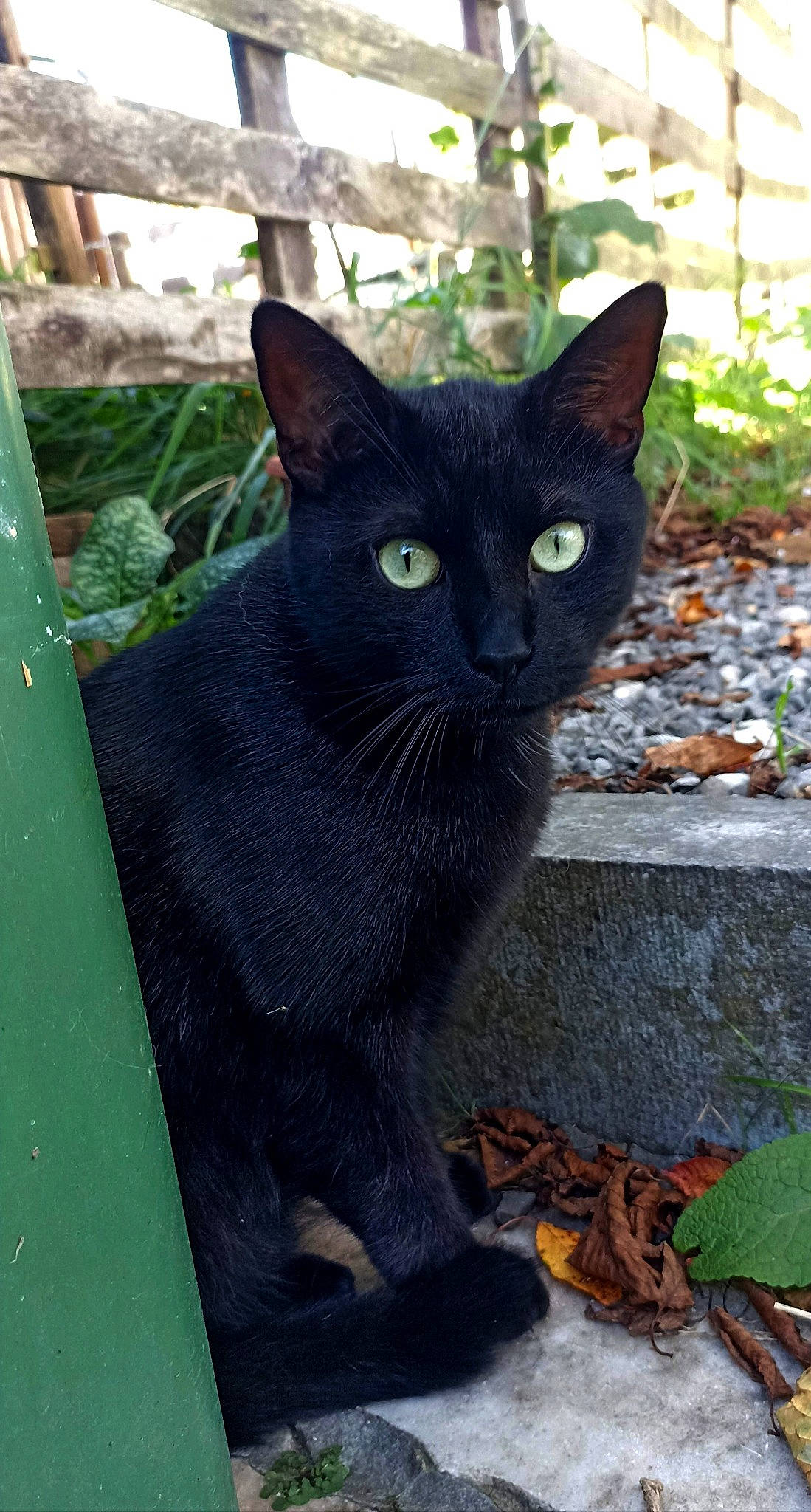 Panthera a rejoint le concours — aidez-le/la à gagner de superbes lots ! art, black_cat, bombay, carnivore, cat, domestic_short_haired_cat, felidae, fur, grass, grey, groundcover, havana_brown, plant, sitting, small_to_medium_sized_cats, snout, tail, terrestrial_animal, whiskers