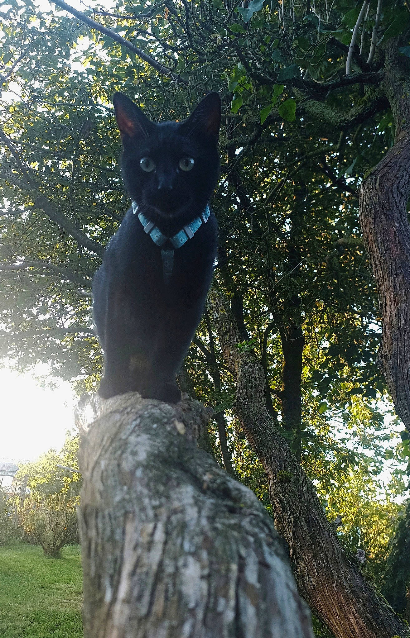Panthera participe au concours pour gagner de l'argent avec cette photo : branch, carnivore, cat, domestic_short_haired_cat, electric_blue, felidae, forest, grass, nature, plant, sculpture, small_to_medium_sized_cats, snout, tail, tree, trunk, twig, whiskers, wilderness, wood