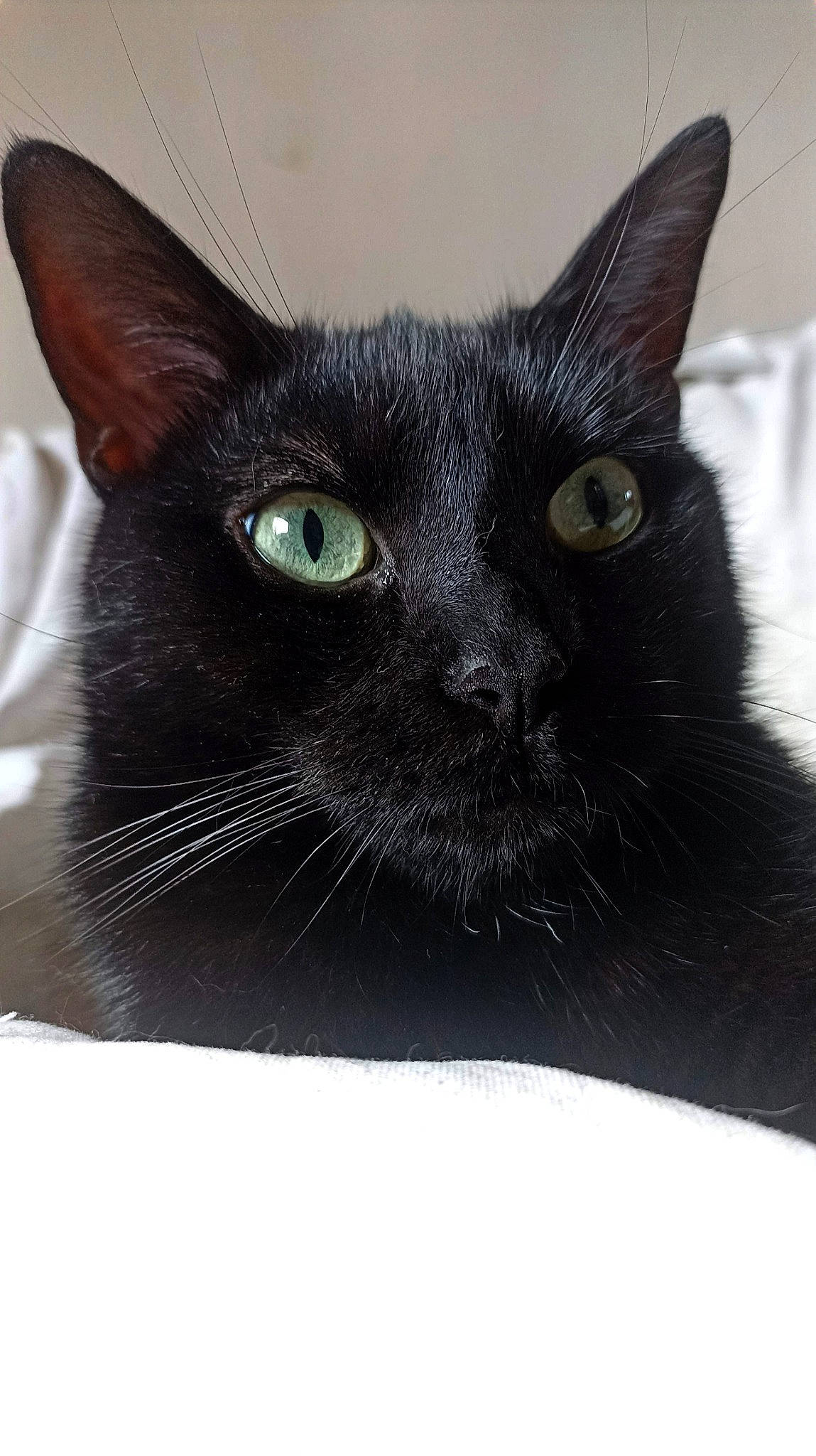 Panthera participe au concours pour gagner de l'argent avec cette photo : black_cat, bombay, carnivore, cat, domestic_short_haired_cat, felidae, fur, small_to_medium_sized_cats, snout, terrestrial_animal, whiskers