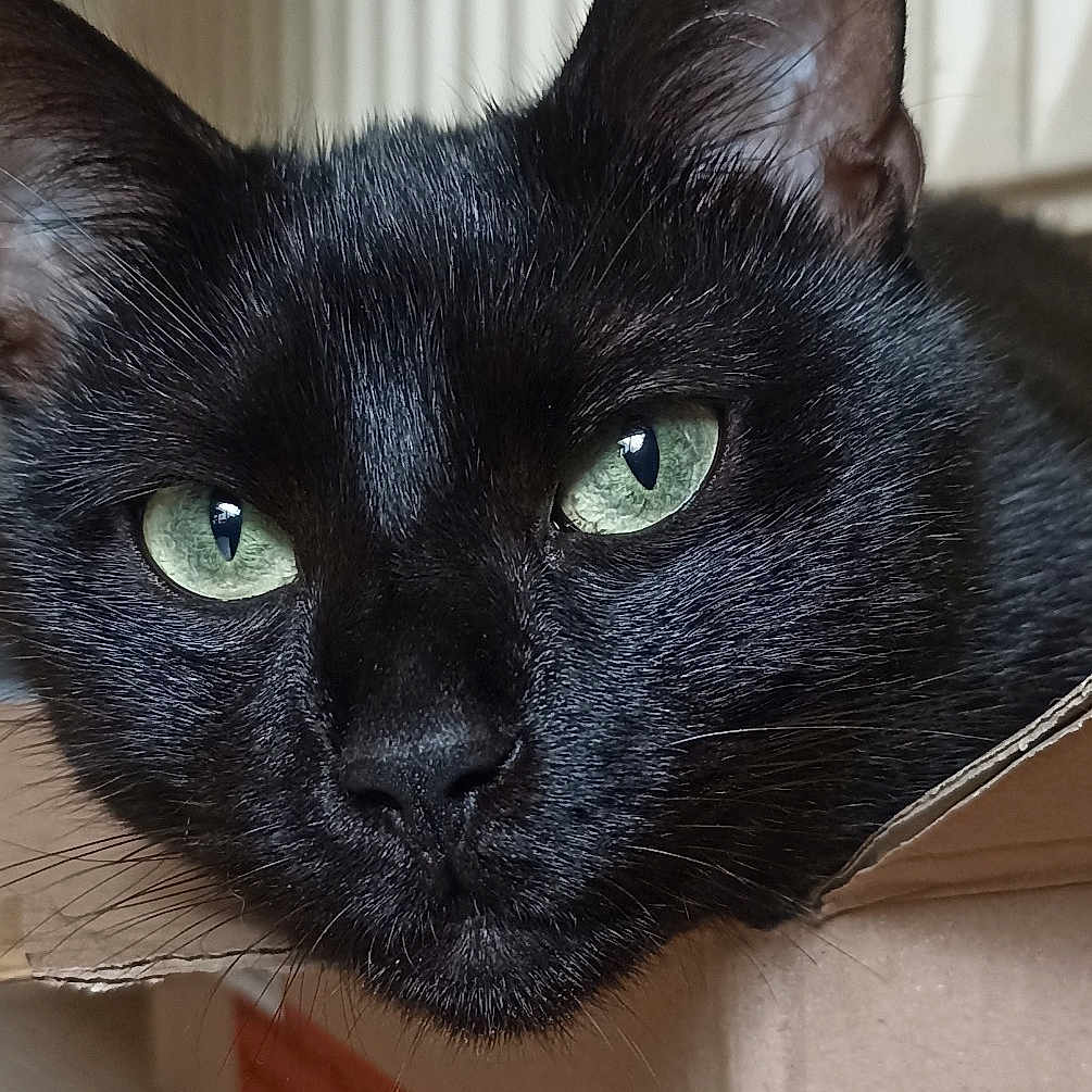 Panthera a rejoint le concours — aidez-le/la à gagner de superbes lots ! black_cat, bombay, carnivore, cat, domestic_short_haired_cat, ear, felidae, fur, small_to_medium_sized_cats, snout, whiskers