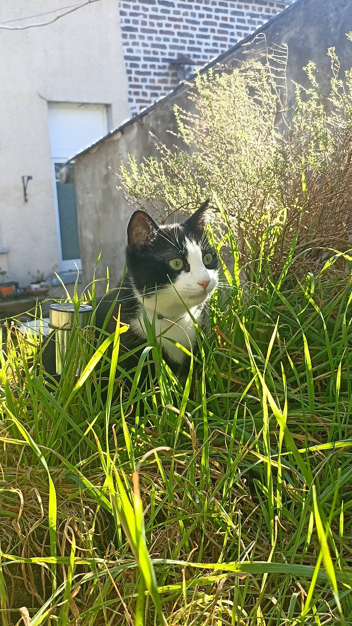 Tornade a rejoint le concours — aidez-le/la à gagner de superbes lots ! building, carnivore, cat, domestic_short_haired_cat, felidae, grass, grass_family, grassland, groundcover, herbaceous_plant, lawn, meadow, pasture, people_in_nature, plant, shrub, small_to_medium_sized_cats, tail, vertebrate, whiskers