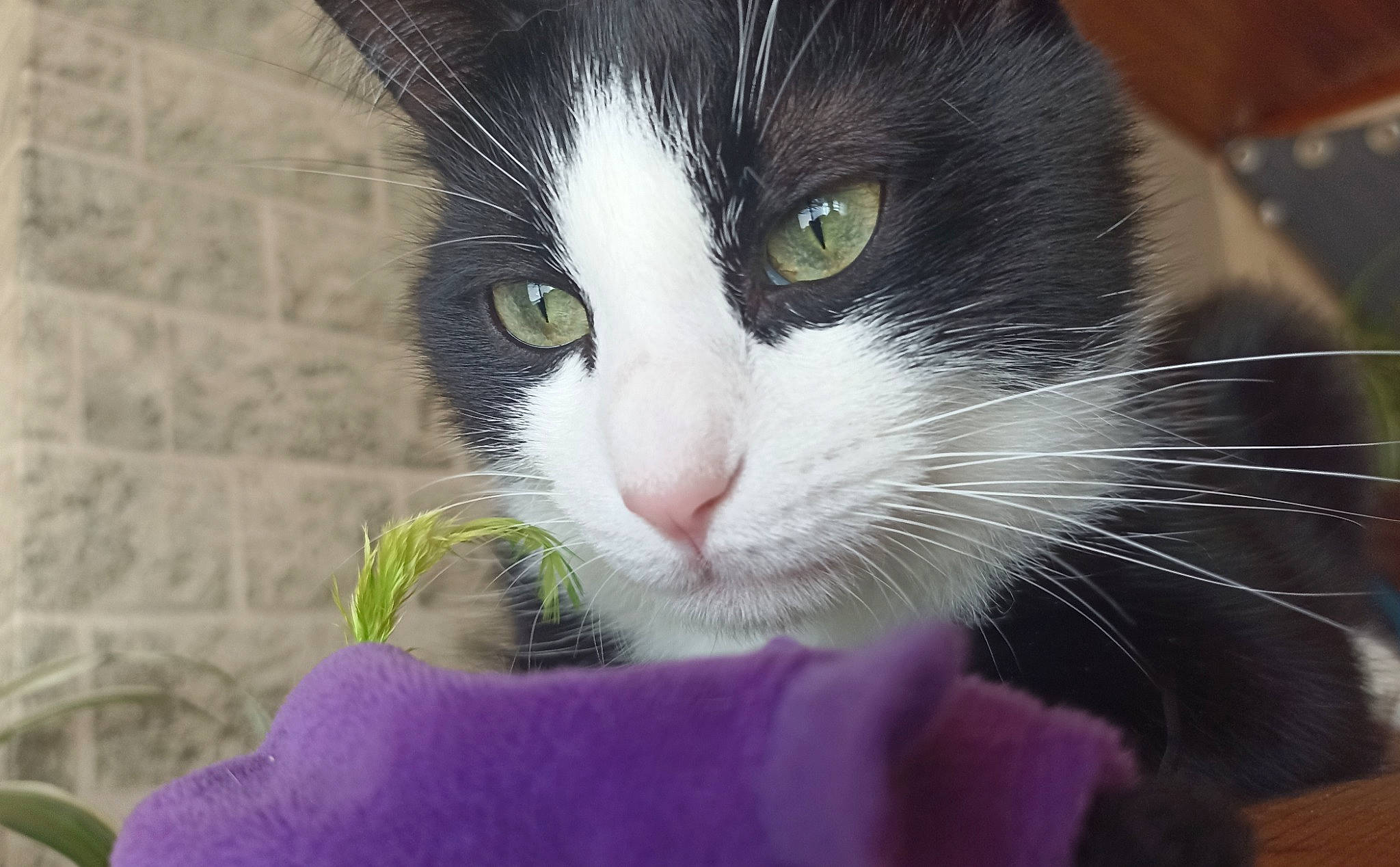 Tornade participe au concours pour gagner de l'argent avec cette photo : carnivore, cat, claw, close_up, comfort, domestic_short_haired_cat, felidae, fur, grass, iris, nose, paw, pet_supply, small_to_medium_sized_cats, snout, tail, terrestrial_animal, whiskers