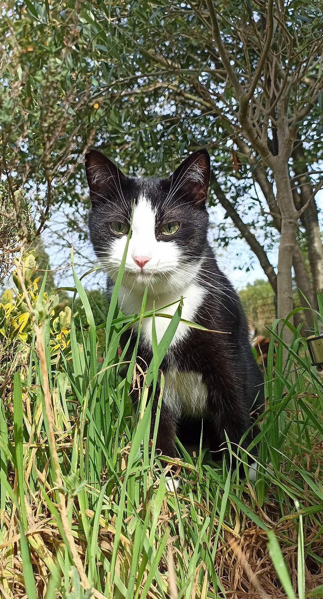 Tornade participe au concours pour gagner de l'argent avec cette photo : carnivore, cat, domestic_short_haired_cat, felidae, fur, garden, grass, groundcover, herb, people_in_nature, plant, shrub, small_to_medium_sized_cats, snout, tail, terrestrial_animal, tree, trunk, whiskers, window