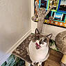 cat, licking, cat_tree, indoor, pet, feline, curious, whiskers, ears, fur, playful, home, wooden_floor, photo_frames, wall, decor, cozy, soft_texture, animal, looking_up