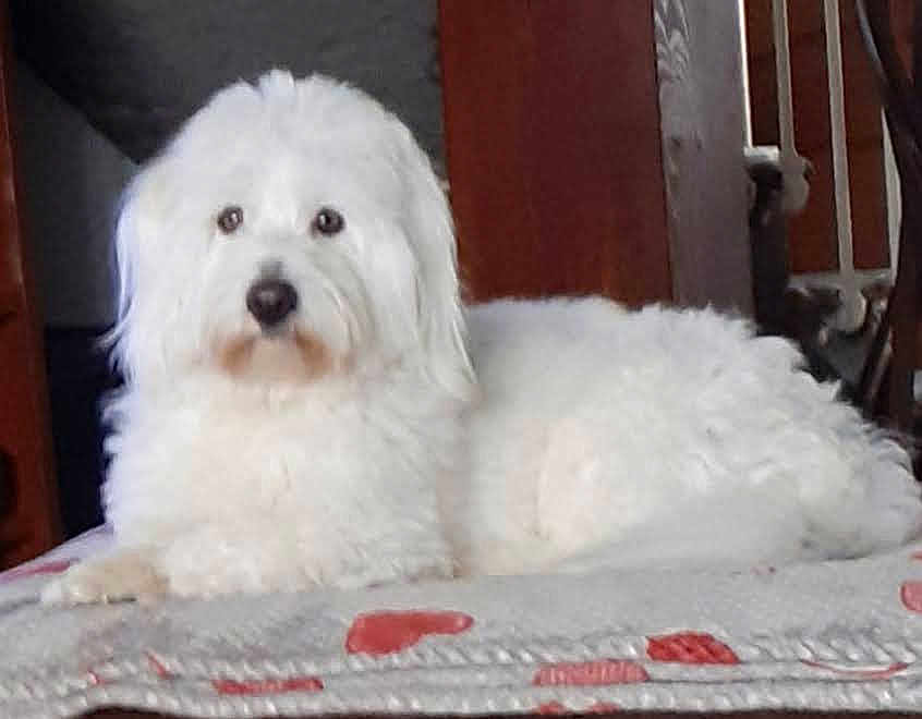 Paddy