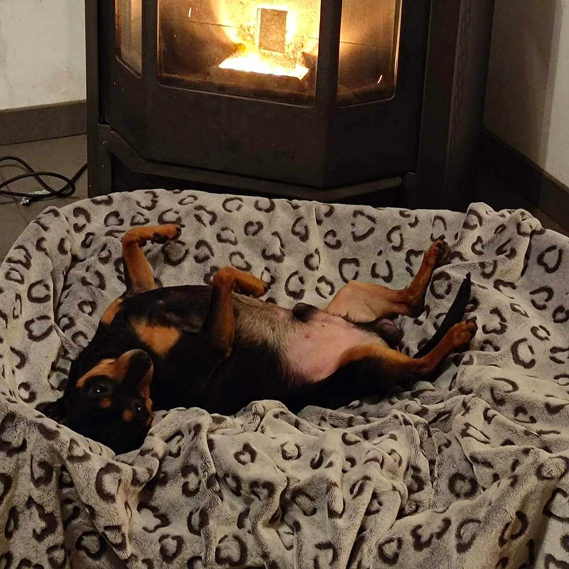 Otto participe au concours pour gagner de l'argent avec cette photo : animal, blanket, canine, dog, dogbed, pet