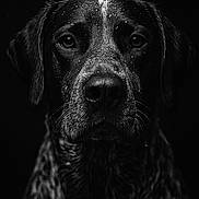 Yard a rejoint le concours — aidez-le/la à gagner de superbes lots ! dog, portrait, black_and_white, wet, close_up, animal, pet, fur, droplets, face, eyes, expression, studio, monochrome, canine, muzzle, head, dark_background, texture, serious