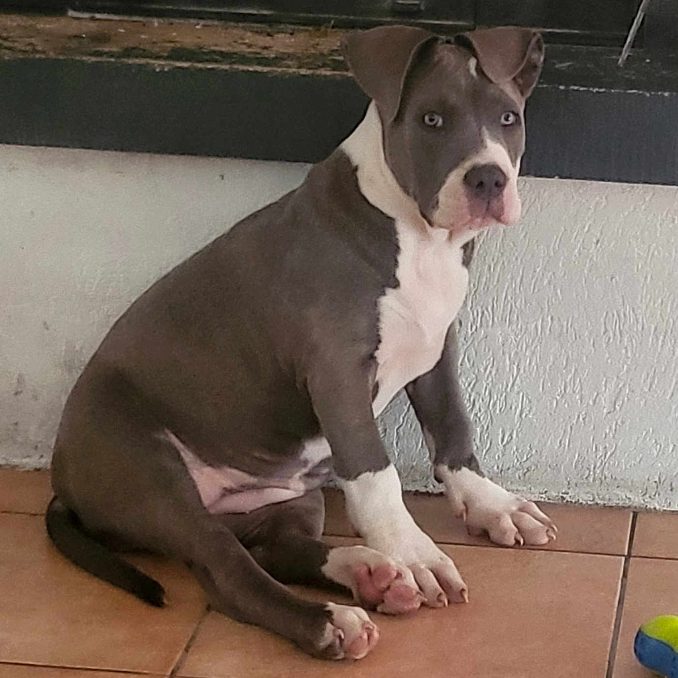 Vaïana participe au concours pour gagner de l'argent avec cette photo : animal, companion, curious, cute, dog, domestic, ears, floor, gray, home, indoor, looking, paw, pet, puppy, sitting, tile_floor, toy, white, young_dog