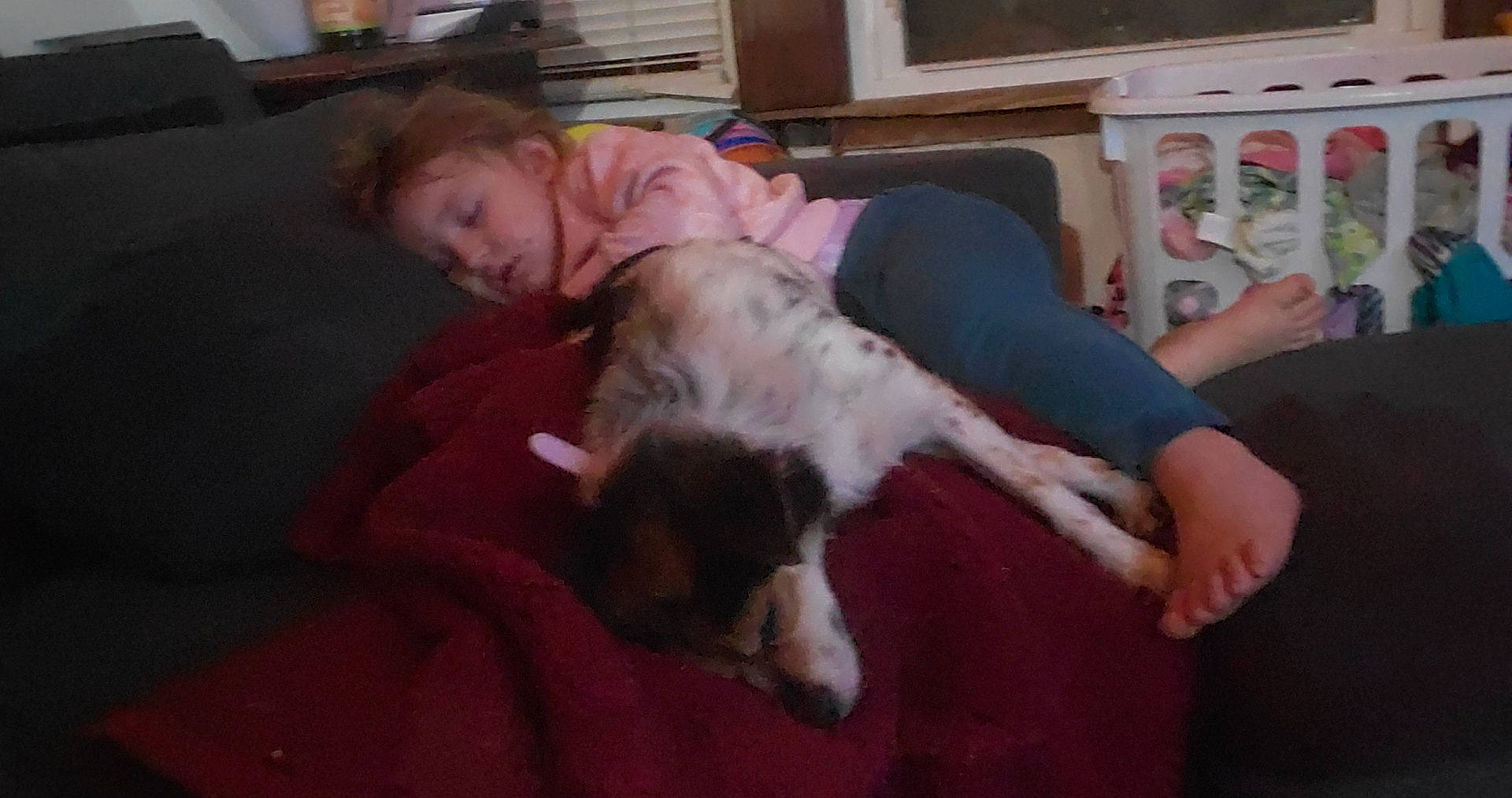 Luxleigh is registered to the contest to win money with this photo: canidae, carnivore, comfort, companion_dog, couch, dog, dog_breed, fawn, flooring, fun, fur, kitchen_appliance, lap, microwave_oven, person, picture_frame, refrigerator, room, sporting_group, toddler