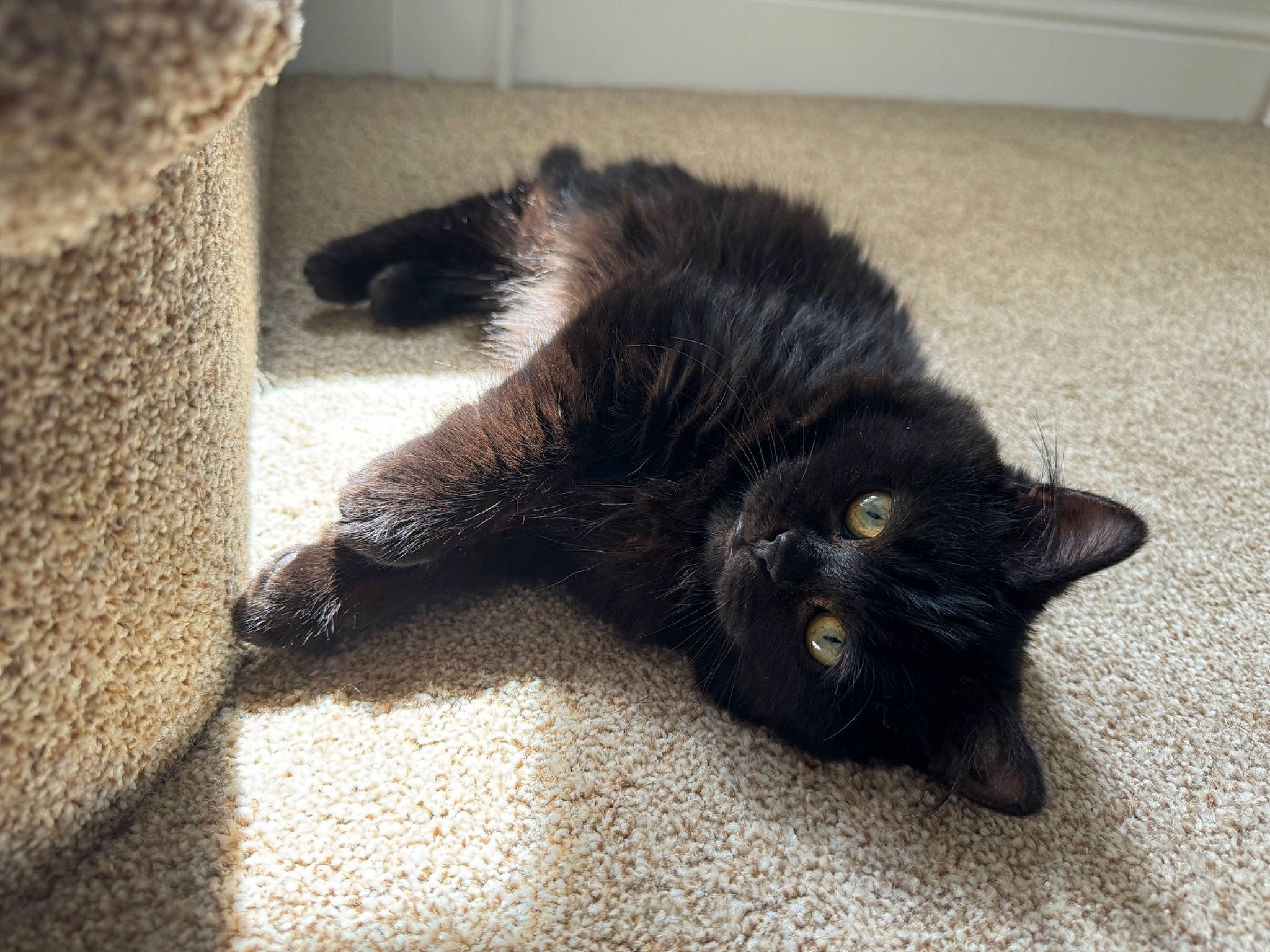 Ivy is registered to the contest to win money with this photo: black_cat, bombay, carnivore, cat, claw, domestic_short_haired_cat, felidae, flooring, fur, paw, small_to_medium_sized_cats, tail, terrestrial_animal, whiskers