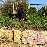 Jasper a rejoint le concours — aidez-le/la à gagner de superbes lots ! animal, backyard, blue_sky, canine, chewing, daytime, dog, grass, greenery, happy, leisure, nature, outdoor, pet, playground, stick, stone_wall, sunny, swing_set, tree