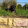animal, backyard, blue_sky, canine, chewing, daytime, dog, grass, greenery, happy, leisure, nature, outdoor, pet, playground, stick, stone_wall, sunny, swing_set, tree