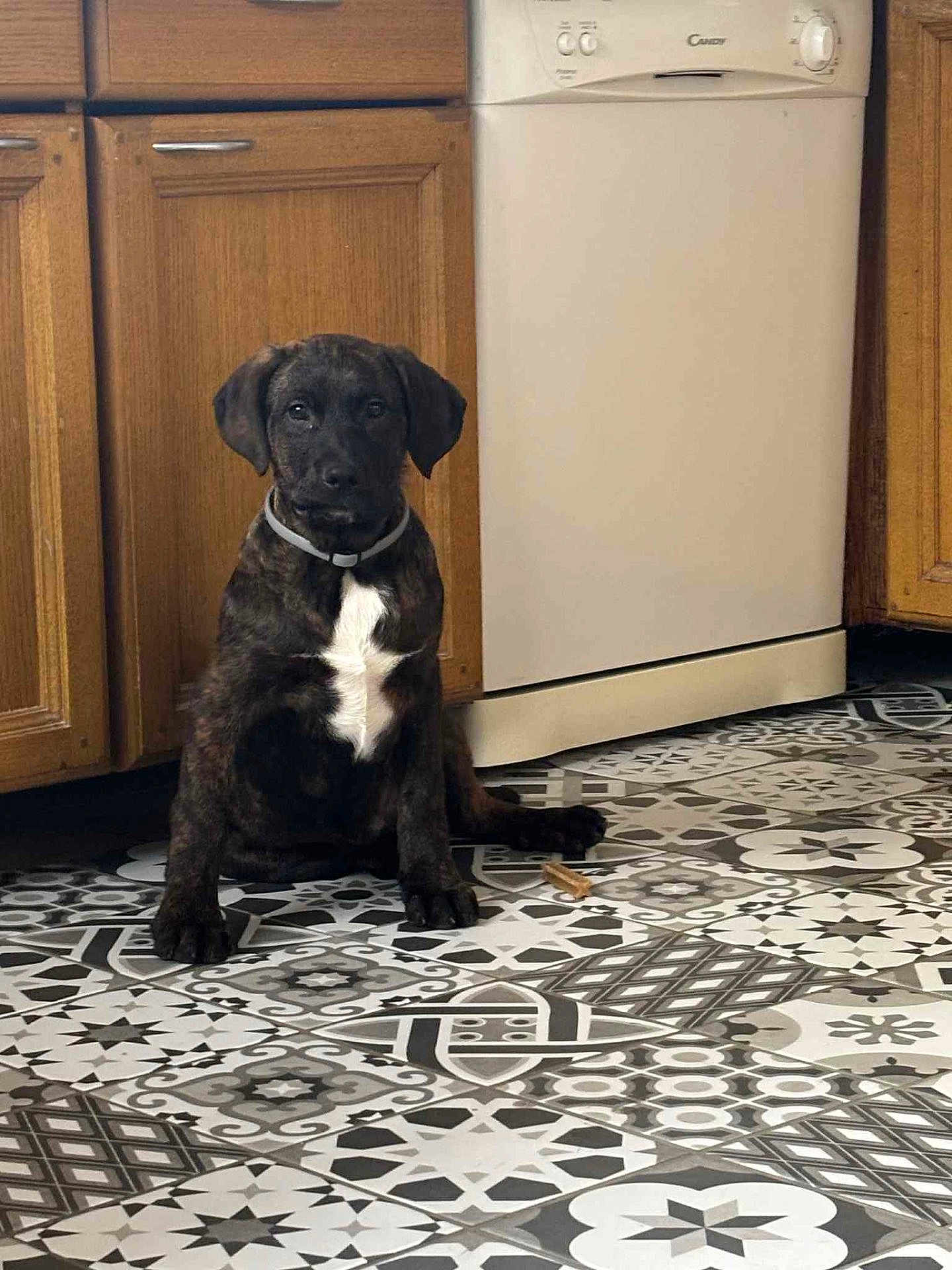 Jasper a rejoint le concours — aidez-le/la à gagner de superbes lots ! puppy, dog, brindle, white_patch, collar, kitchen, floor_tiles, patterned_floor, wooden_cabinets, dishwasher, indoor, pet, sitting, cute, young_dog, domestic, animal, flooring, appliance, home