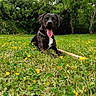Jasper a rejoint le concours — aidez-le/la à gagner de superbes lots ! animal, brindle_coat, canine, collar, daytime, dog, grass, greenery, happy, lying_down, meadow, nature, outdoor, pet, playful, summer, sunlight, tongue_out, trees, yellow_flowers