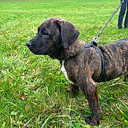 Jasper a rejoint le concours — aidez-le/la à gagner de superbes lots ! dog, puppy, brindle, leash, grass, field, outdoor, nature, forest, autumn, person, pet, animal, canine, young_dog, greenery, walking, side_view, daylight, park