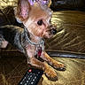dog, small_dog, yorkshire_terrier, pet, leather_couch, remote_control, indoor, bow, collar, furniture, animal, cute, watching, alert, domestic_animal, paw, fur, ears, side_view, household