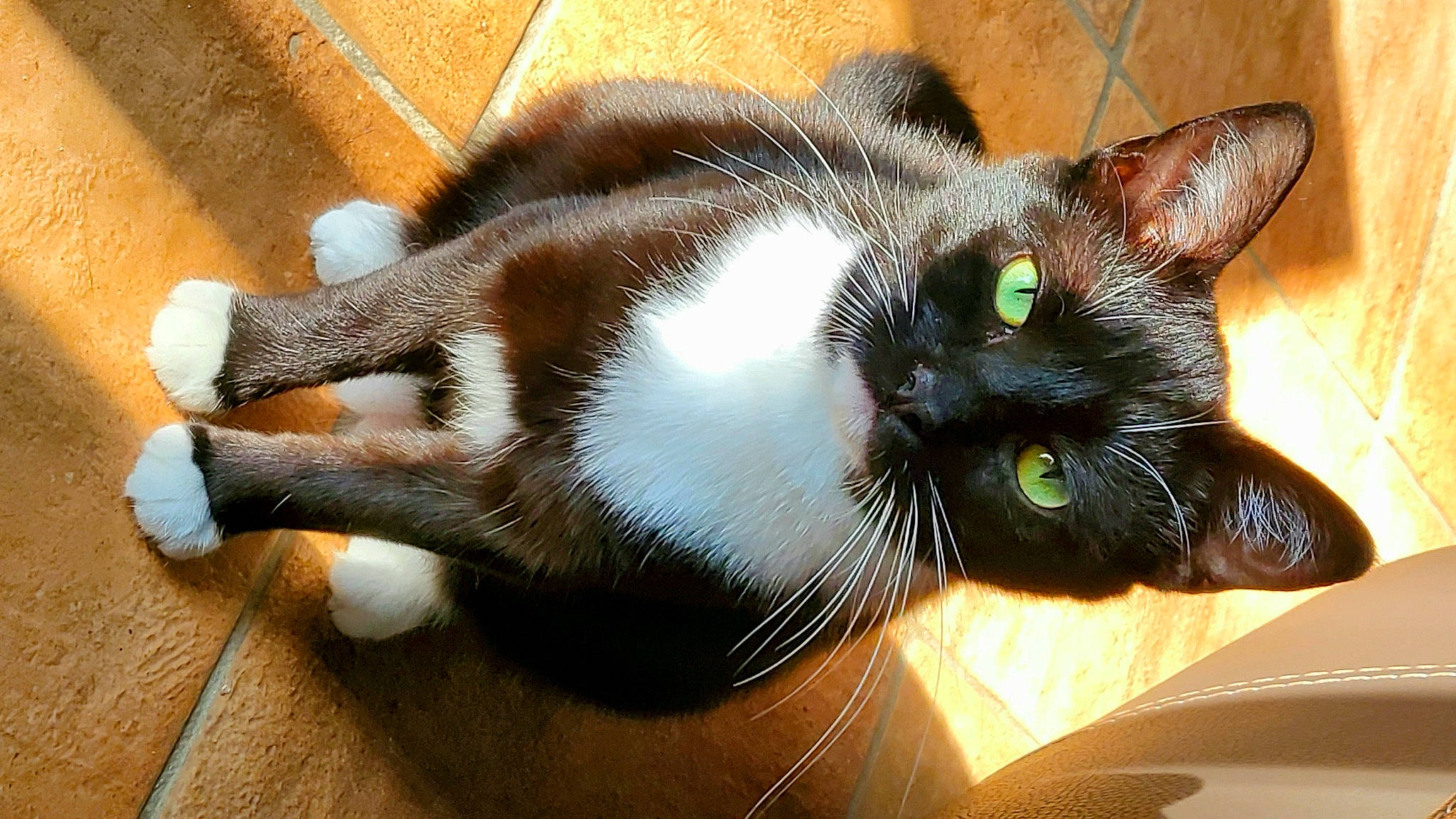 Socky participe au concours pour gagner de l'argent avec cette photo : carnivore, cat, claw, collar, comfort, domestic_short_haired_cat, fawn, felidae, flooring, fur, hardwood, paw, small_to_medium_sized_cats, snout, tail, whiskers, wood