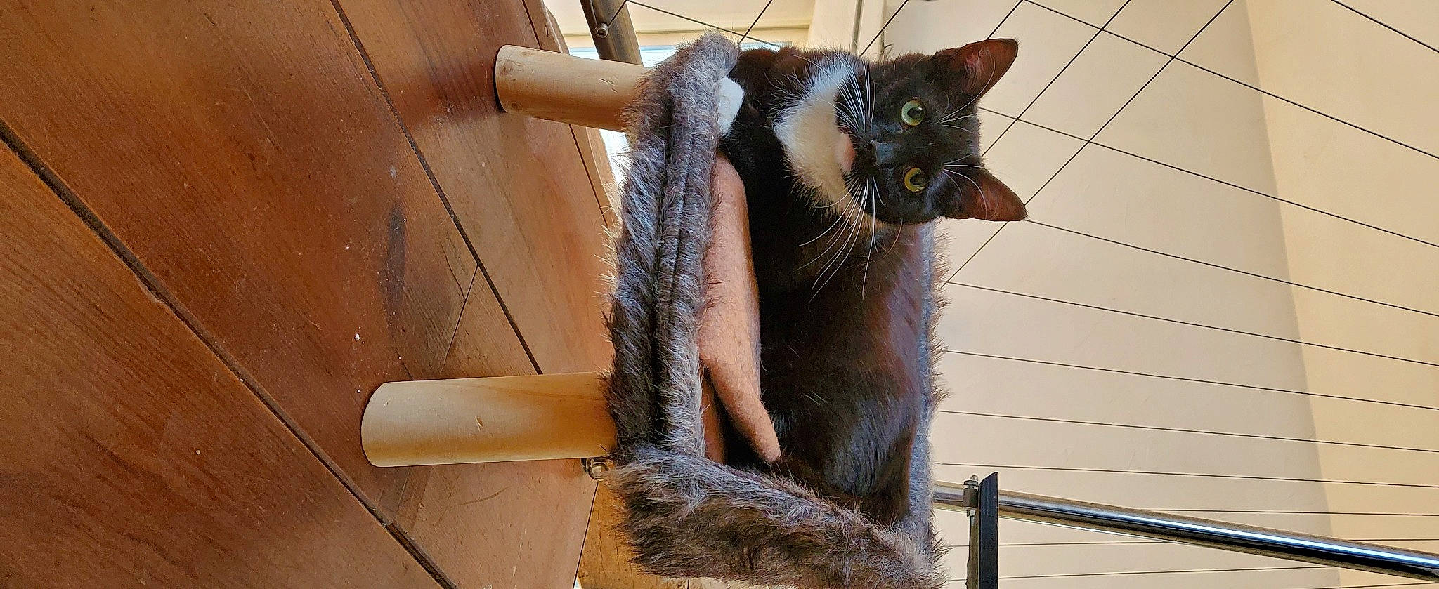 Socky a rejoint le concours — aidez-le/la à gagner de superbes lots ! animal_shelter, black_cat, carnivore, cat, cat_furniture, cat_supply, domestic_short_haired_cat, felidae, fur, hardwood, mammal, metal, pet_supply, small_to_medium_sized_cats, snout, tail, terrestrial_animal, whiskers, window, wood