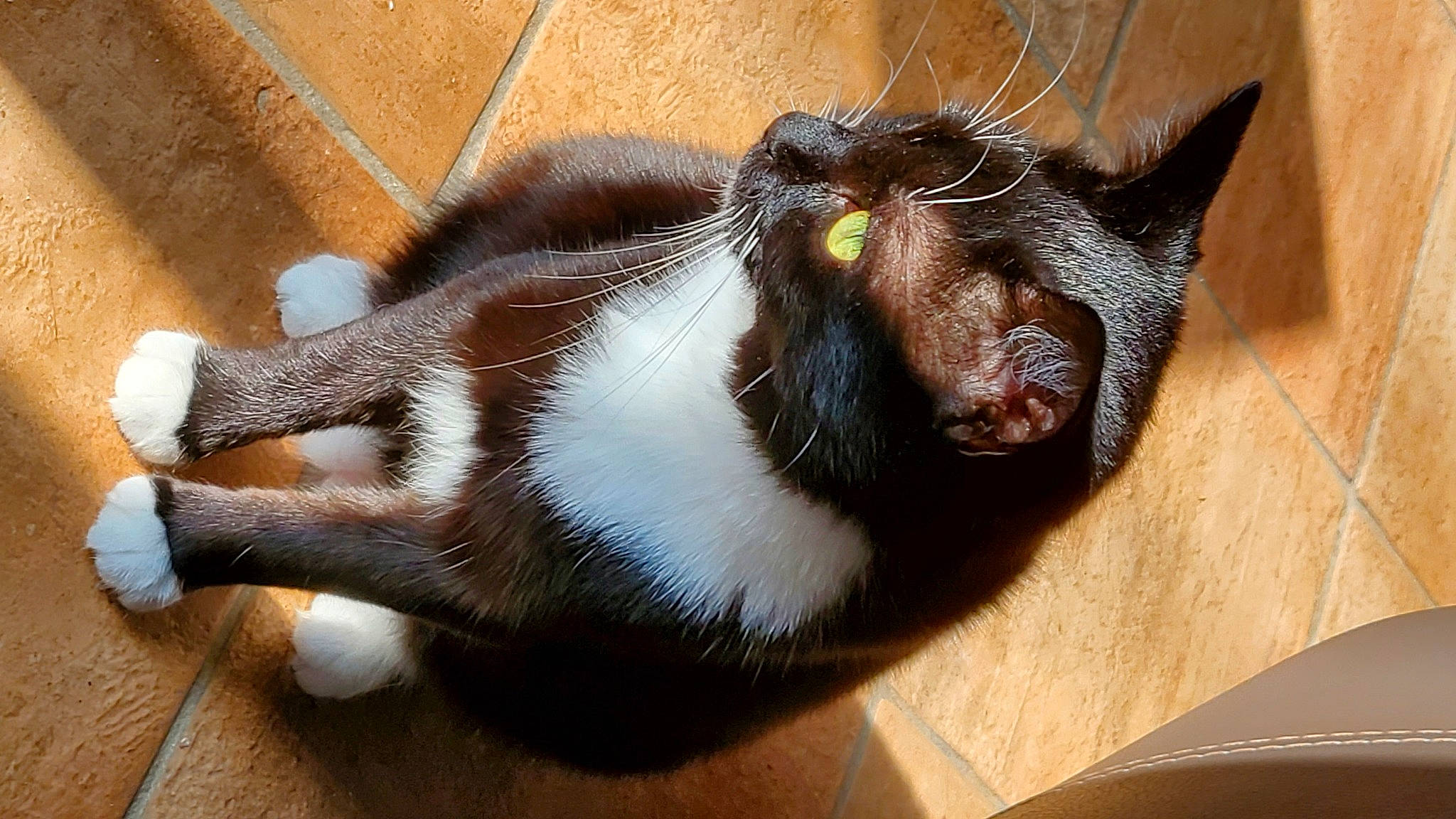 Socky a rejoint le concours — aidez-le/la à gagner de superbes lots ! canidae, carnivore, cat, cat_supply, claw, dog_breed, domestic_short_haired_cat, ear, eye, fawn, felidae, flooring, fur, paw, small_to_medium_sized_cats, snout, tail, whiskers, window, wood