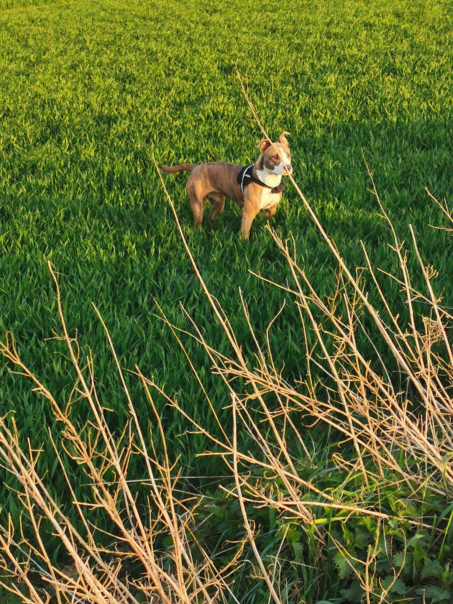 Zina participe au concours pour gagner de l'argent avec cette photo : agriculture, carnivore, crop, dog, ecoregion, fawn, field, grass, grass_family, grassland, green, happy, meadow, pasture, people_in_nature, plant, prairie, sporting_group, sunglasses, terrestrial_animal