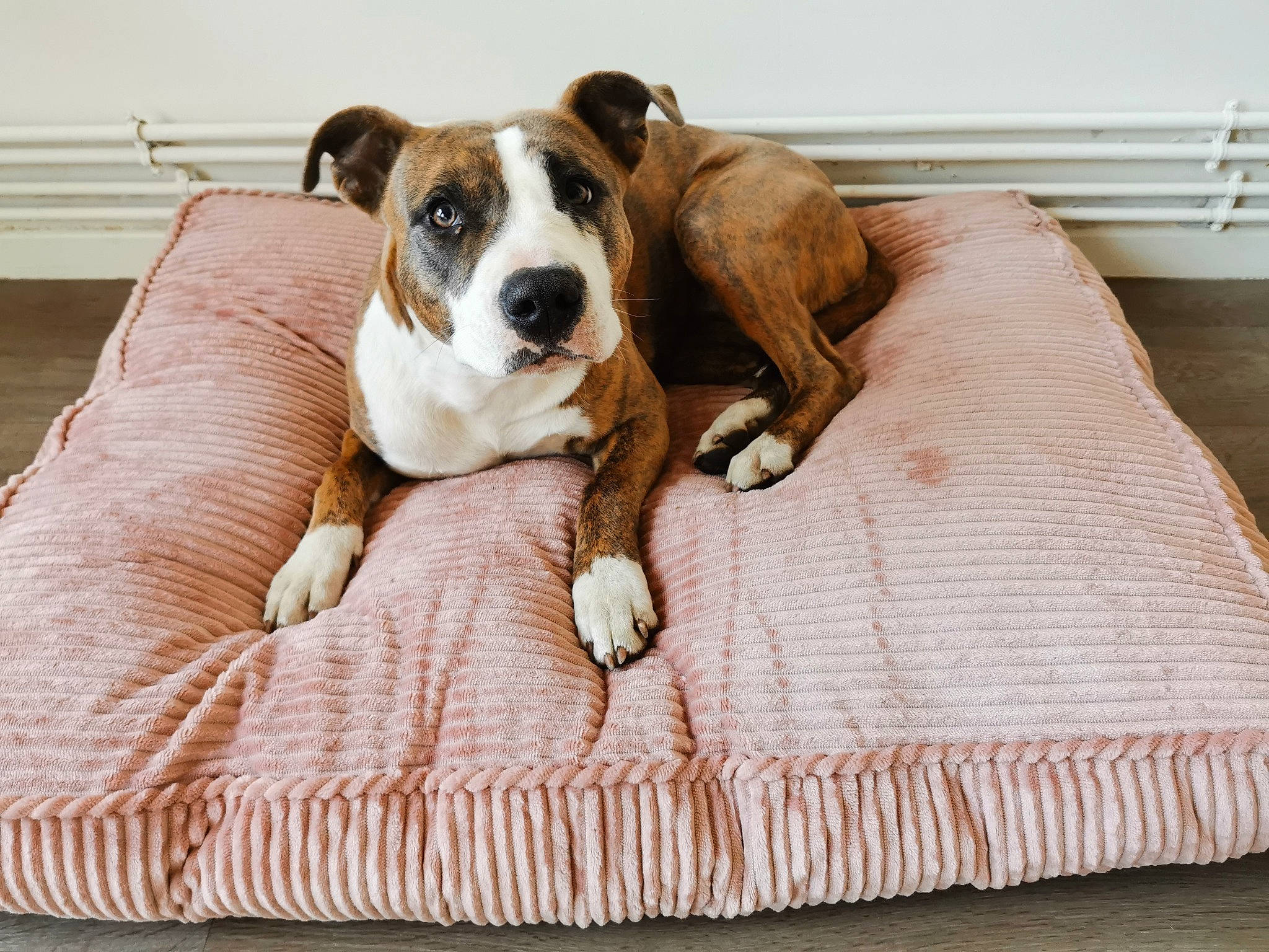 Zina a rejoint le concours — aidez-le/la à gagner de superbes lots ! bored, canidae, carnivore, collar, comfort, companion_dog, couch, dog, dog_breed, dog_supply, fawn, flooring, hardwood, linens, paw, pet_supply, snout, sporting_group, wood, working_animal