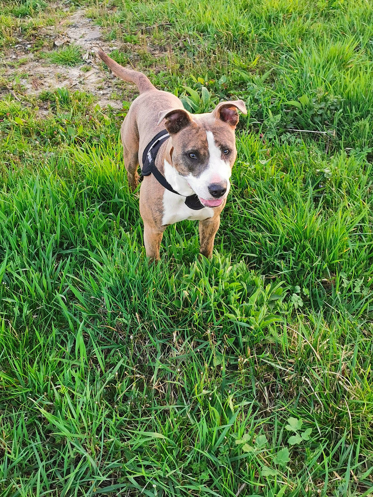 Zina participe au concours pour gagner de l'argent avec cette photo : australian_bulldog, canidae, carnivore, collar, companion_dog, dog, dog_breed, dog_collar, fawn, grass, grass_family, grassland, groundcover, lawn, molosser, plant, sporting_group, tail, whiskers, working_animal