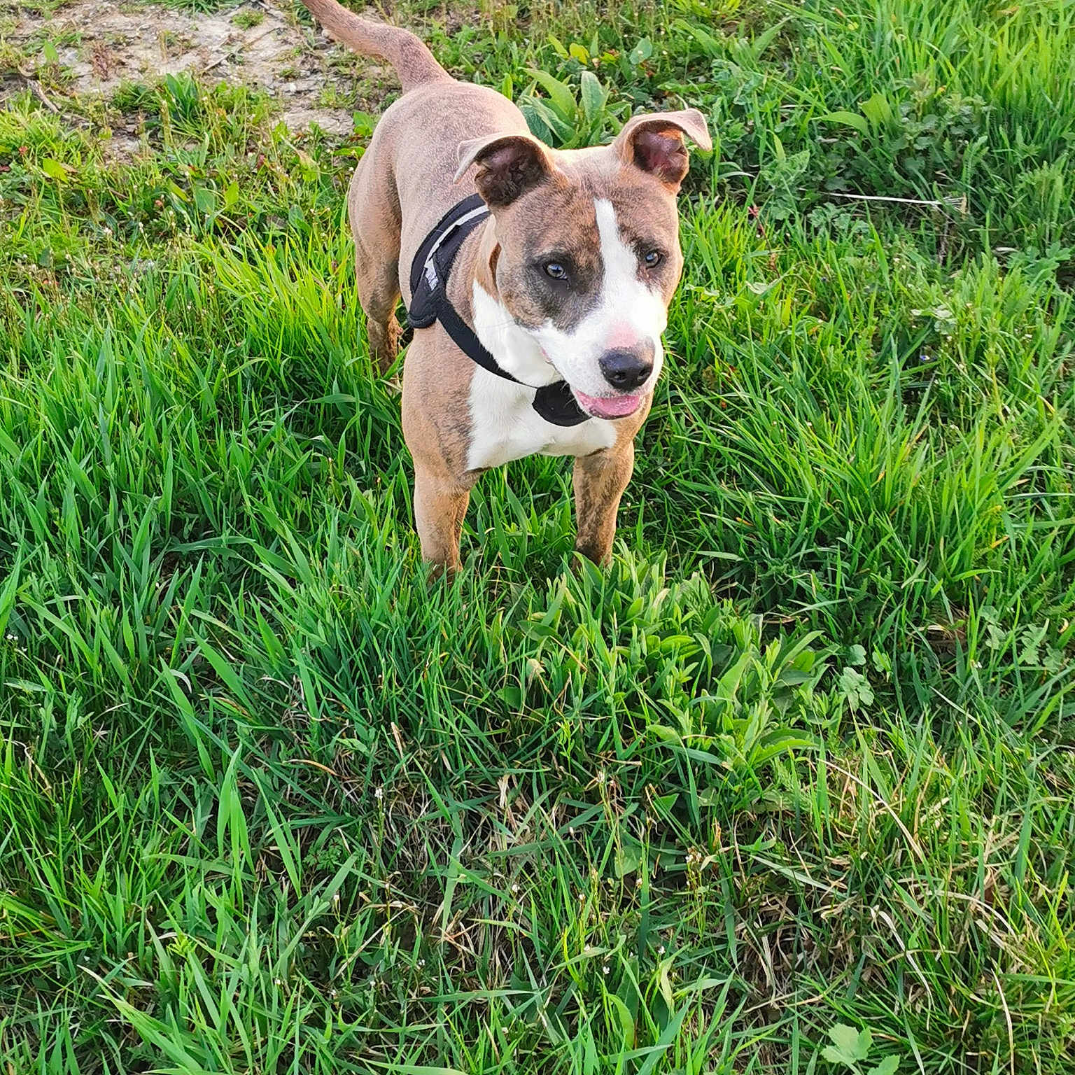 Zina