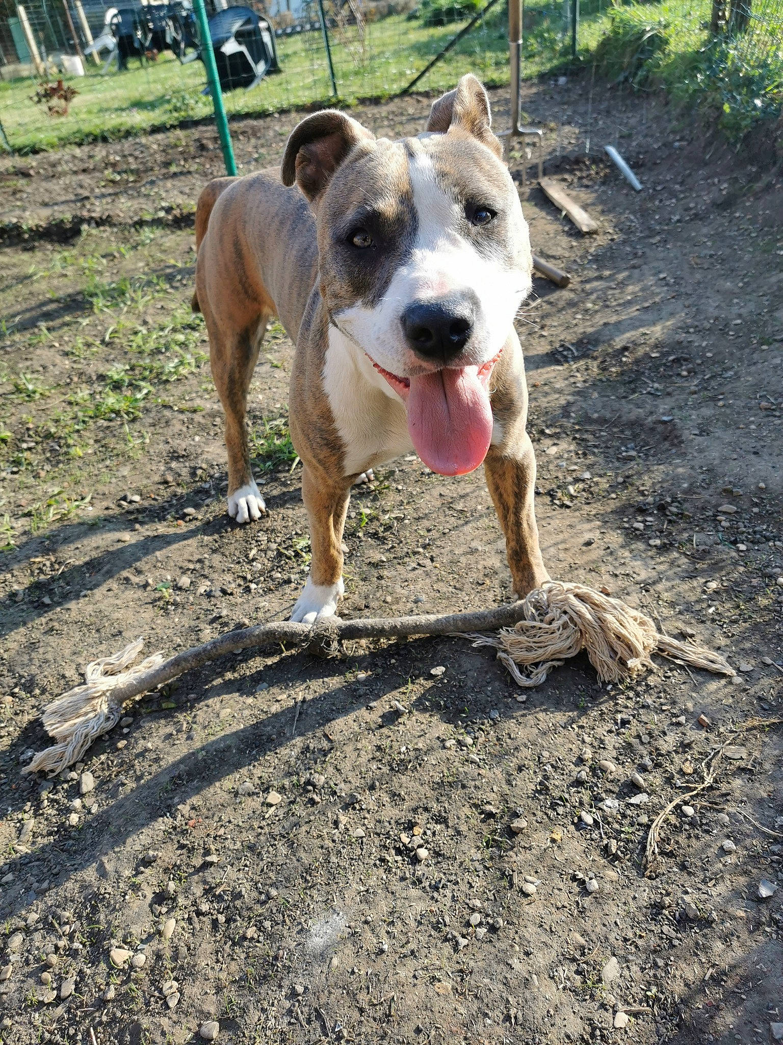 Zina participe au concours pour gagner de l'argent avec cette photo : australian_cattle_dog, canidae, carnivore, collar, companion_dog, dog, dog_breed, guard_dog, molosser, non_sporting_group, paw, plant, road_surface, soil, sporting_group, street_dog, tail, wheel, working_animal, working_dog