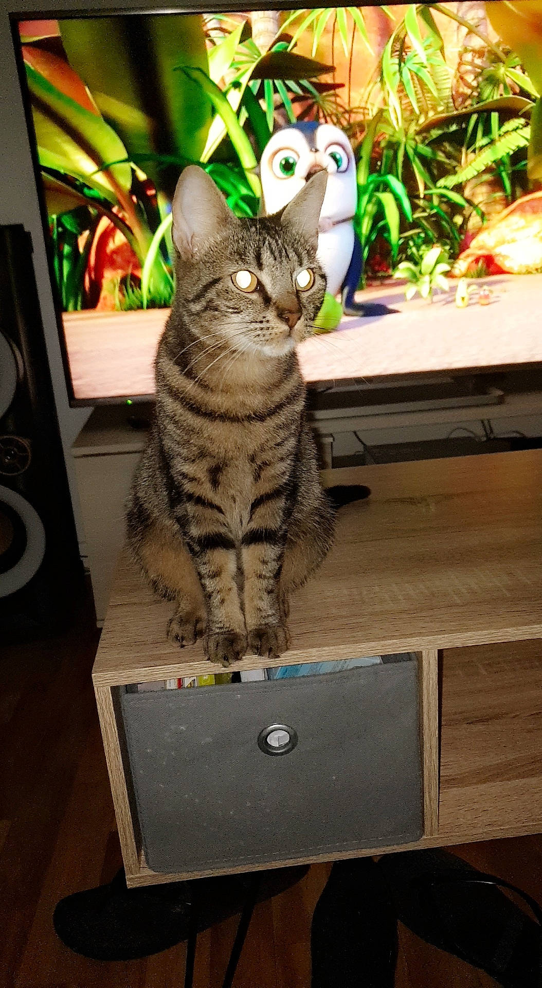 Pépète participe au concours pour gagner de l'argent avec cette photo : american_shorthair, carnivore, cat, domestic_short_haired_cat, electronic_device, european_shorthair, felidae, kitten, ocicat, small_to_medium_sized_cats, tabby_cat, technology, whiskers