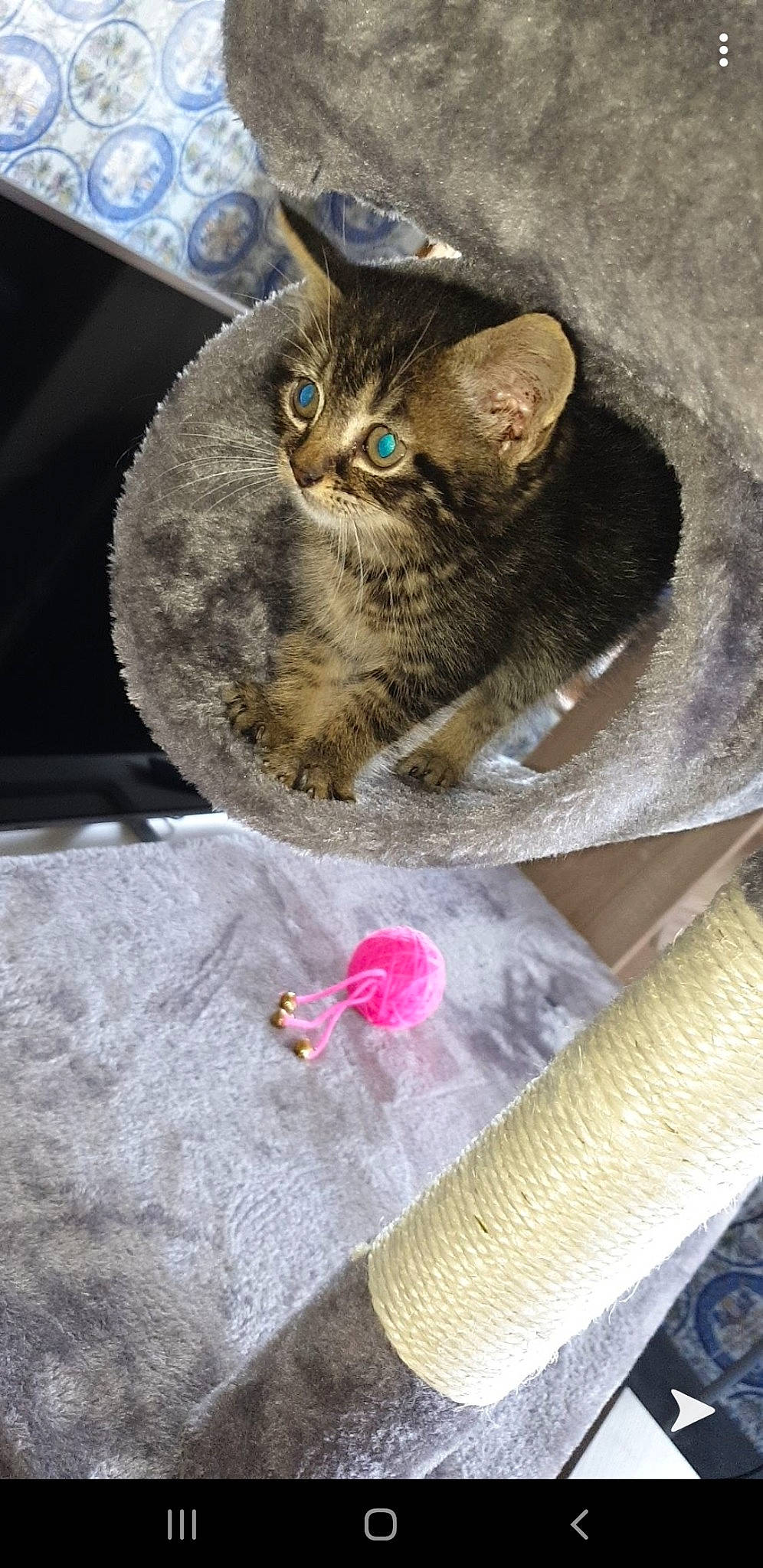 Pépète a rejoint le concours — aidez-le/la à gagner de superbes lots ! asian, british_shorthair, carnivore, cat, domestic_short_haired_cat, european_shorthair, fawn, felidae, german_rex, kitten, mammal, small_to_medium_sized_cats, tabby_cat, whiskers